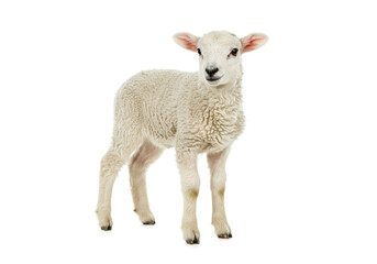 Fototapeta premium Young sheep isolated on white background.