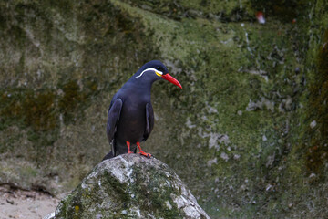 Bird with Red Beak and Feet on Mossy Rock, A bird, larosterna inca with a distinctive red beak and feet perched on a rock against a mossy background.