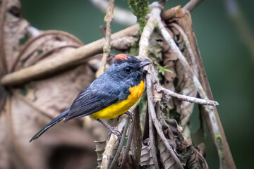 The slate-throated whitestart, slate-throated redstart, Myioborus miniatus