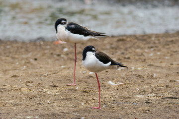 Black-Necked Stilts on Muddy Shore. Two black-necked stilts, Himantopus mexicanus knudseni standing on a muddy shore near water.