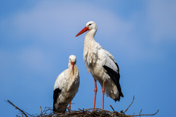 White Storks, Ciconia ciconia Perched on Nest Under Blue Sky. Two storks standing on a nest against a blue sky.