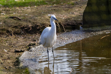 Little White Egret by the Pond. A white egret standing by the edge of a pond, with its reflection visible in the water. The background is a natural setting with grass and trees.
