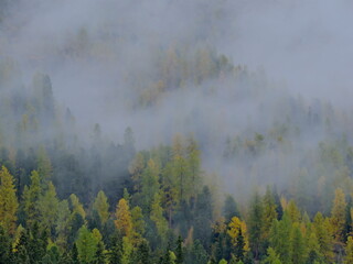 fog in the forest