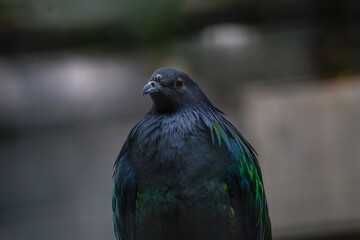 Fototapeta premium Close-up of Iridescent Nicobar Pigeon, Caloenas nicobarica. Close-up of a Nicobar pigeon with iridescent green and blue feathers, showcasing its unique plumage against a blurred background.