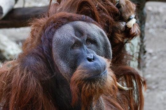 Thoughtful Orangutan Portrait. Close-up of an orangutan, pongo abelil with long reddish-brown hair and a thoughtful expression.