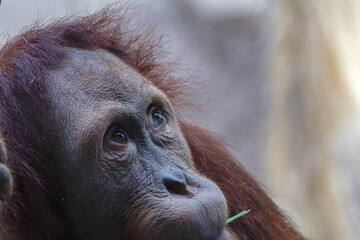 Contemplative Orangutan, pongo abelil with Grass. Close-up of an orangutan with a contemplative expression, holding a blade of grass in its mouth. The background is blurred