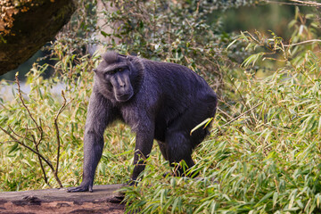Crested Black Macaque, Sulawesi crested Macaque, Macaca nigra in Natural Habitat. A crested black macaque standing on a log surrounded by lush green foliage.