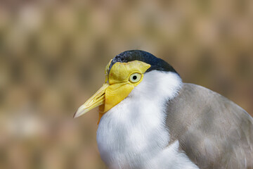 Masked Lapwing Close-Up with Yellow Wattles. Close-up of a masked lapwing bird with distinctive yellow wattles and black crown.