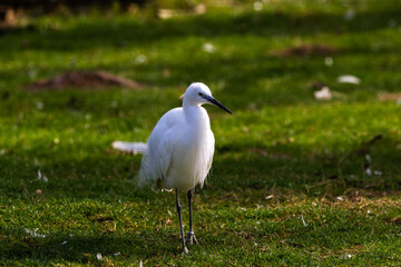 Elegant White Little egret, Egretta garzetta in Natural Setting. A white bird standing on green grass, with a blurred background of nature. 