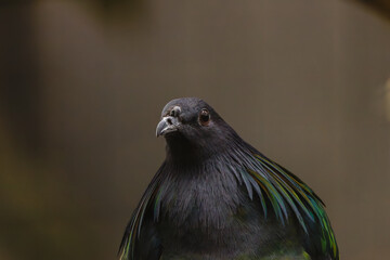 Close-up of Iridescent Nicobar Pigeon, Caloenas nicobarica. Close-up of a Nicobar pigeon with iridescent green and blue feathers, showcasing its unique plumage against a blurred background.