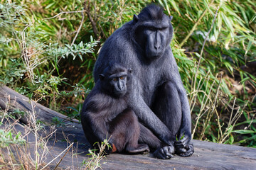 Pair of Black Sulawesi Macaques, Maca nigra in Natural Habitat. A pair of black macaques sitting together on a log in a lush green environment. The adult macaque appears protective