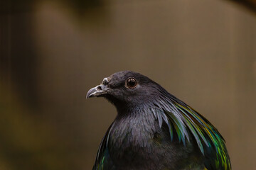 Close-up of Iridescent Nicobar Pigeon, Caloenas nicobarica. Close-up of a Nicobar pigeon with iridescent green and blue feathers, showcasing its unique plumage against a blurred background.