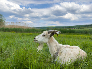 A white goat that has impressive horns is laying peacefully in a grassy field