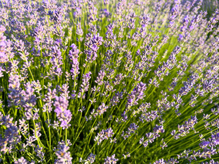 Naklejka premium Delightful lavender flowers. Lavender Field