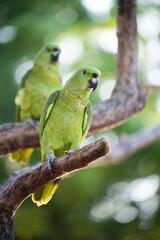 Portrait of cute green parrot