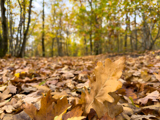 There exists a beautiful pile of colorful leaves on the ground in a lush forest