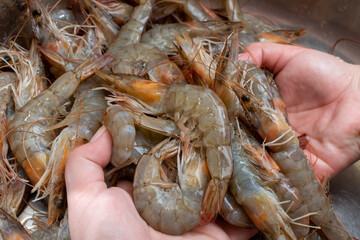 A person is delicately holding a large pile of shrimp in their hands