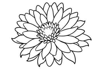 Fototapeta premium aster flower line art silhouette vector illustration