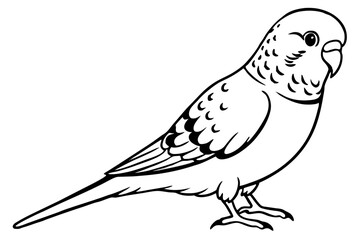 budgerigar line art silhouette vector illustration