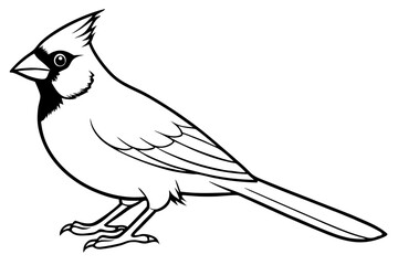 Fototapeta premium cardinal line art silhouette vector illustration