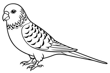 Fototapeta premium budgerigar line art silhouette vector illustration