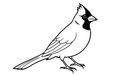 cardinal line art silhouette vector illustration