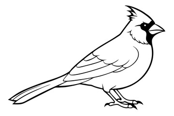 cardinal line art silhouette vector illustration