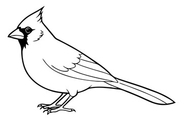 cardinal line art silhouette vector illustration