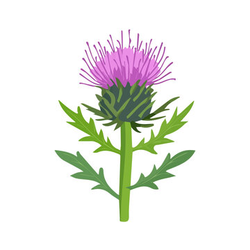 purple thistle flower green leaves stem clip art preview