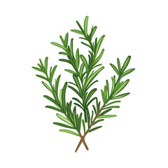 A Simple flat 2D icon rosemary branch isolated on transparent background, vector, flat design, animation design, simple flat 2D icon, minimalist design, clipart, illustration