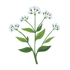 A Simple flat 2D icon white valerian branch isolated on a transparent background, vector, flat design, animation design, simple flat 2D icon, minimalist design, clipart, illustration