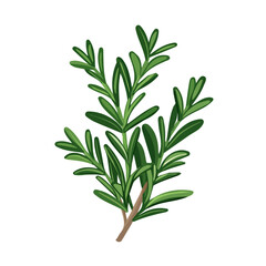 Fototapeta premium A Simple flat 2D icon rosemary branch isolated on transparent background, vector, flat design, animation design, simple flat 2D icon, minimalist design, clipart, illustration