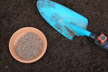 radish seeds on a plate with a shovel. sowing radish seeds in the vegetable garden