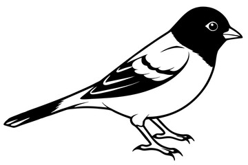chaffinch line art silhouette vector illustration