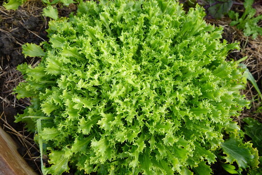 endive leaves growing in the vegetable garden. escarole growing leaf.