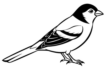 chaffinch line art silhouette vector illustration