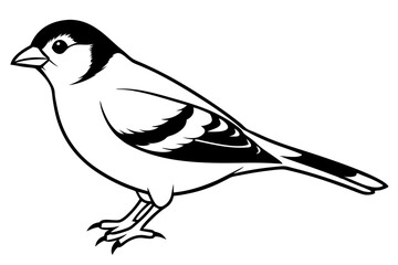 chaffinch line art silhouette vector illustration