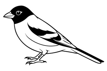 chaffinch line art silhouette vector illustration