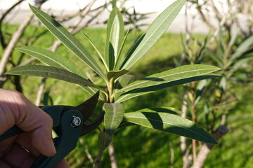 man's hand holding shears for pruning oleander bush