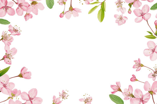 Pink floral frames on png and transparent background