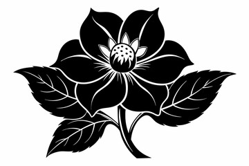hellebore flower line art silhouette vector illustration