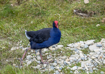 Australasian swamphen on the coast of South Island, New Zealand