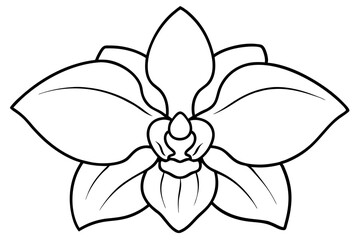 orchid flower line art silhouette vector illustration