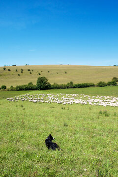 sheep dog herding a big flock of sheep in a farm field, Black and white photograph