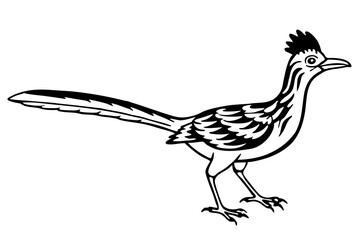 roadrunner line art silhouette vector illustration