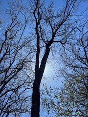 tree and sky