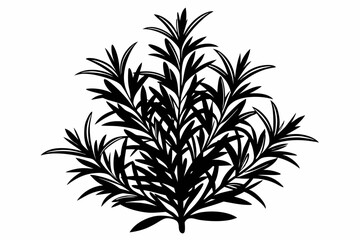rosemary line art silhouette vector illustration