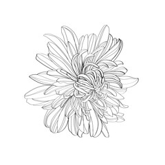 white chrysanthemum flower