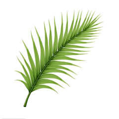 lite and dark green palm realistic image on white background