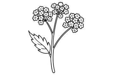 yarrow flower line art silhouette vector illustration